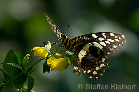 088 Afrikanischer Schwalbenschwanz - Papilio demedocus